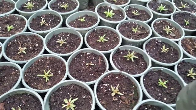 2021 ПОРТУЛАК -ВЕЛИКОЛЕПНЫЙ  ОДНОЛЕТНИК. ОТ ТАКОЙ КРАСОТЫ ГЛАЗ  НЕ ОТОРВАТЬ.