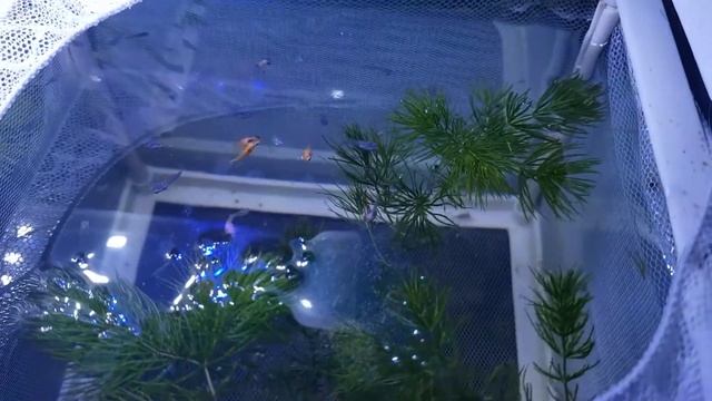 Малёк пецилии и моллинезии микс смотреть онлайн