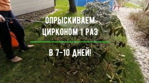 Уход за Рододендронами и Туями после зимы. Циркон/Rhododentrons&Thuja TREATMENT after winter ENG SU