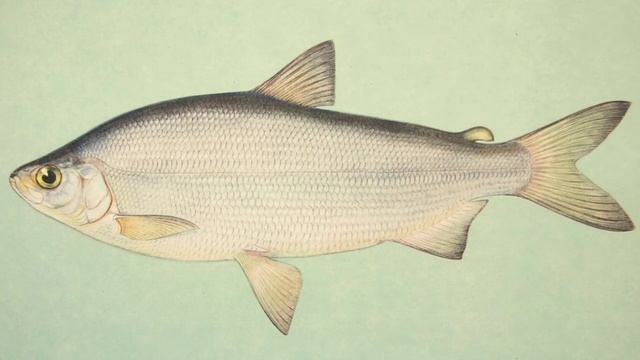 что делает рыба когда вода замерзает? зачем рыбе чешуя ? чувствуют ли рыбы запахи? смотреть онлайн