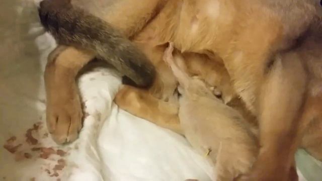 Абиссинский котенок только родился смотреть онлайн