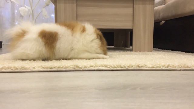 Шпиц и любимый мяч смотреть онлайн