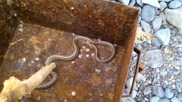 Ядовитая змея -Восточный щитомордник, 9.07.2016. смотреть онлайн