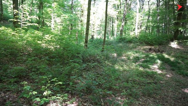 #7 Прогулка из села Пластунка на гору Пикет | Заброшенный ресторан в лесу смотреть онлайн