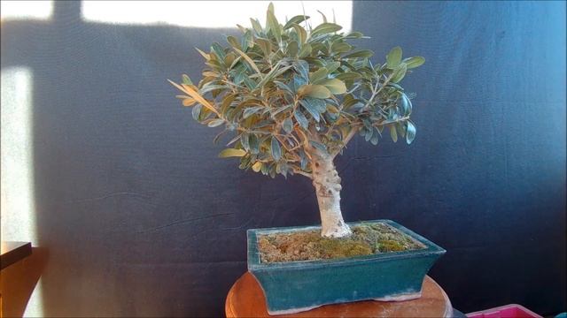 Бонсай Олива европейская 2 2021 год осень Olea europaea European olive 2 2021 autumn смотреть онлайн