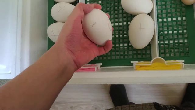 Как подложить гусыне яйца из инкубатора/ Часть 1 смотреть онлайн