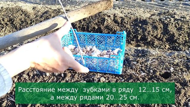 Поздняя посадка озимого чеснока / Головки вырастают с КУЛАК / Огород дяди Вовы смотреть онлайн