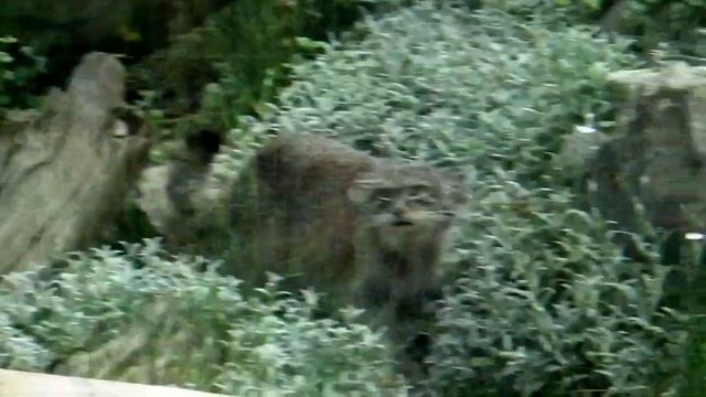 Мастер маскировки дикий кот Манул - Master of disguise wild cat Manul смотреть онлайн