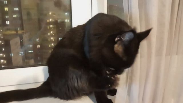 10 КГ ярости 😈 что будет если разозлить мейн куна 👹👹👹