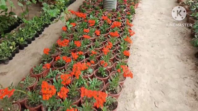 Мархаматда сотувдаги гулларимиз смотреть онлайн