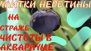 Улитки Неретины Рогатая билайн и Зебра Стражы чистоты Аквы! 4к