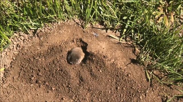 Оборзевший крот / Каскелен, дача / живой крот смотреть онлайн