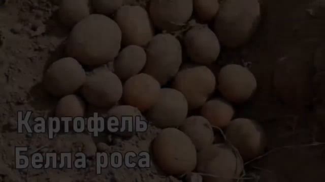 Как Называется Картофель смотреть онлайн