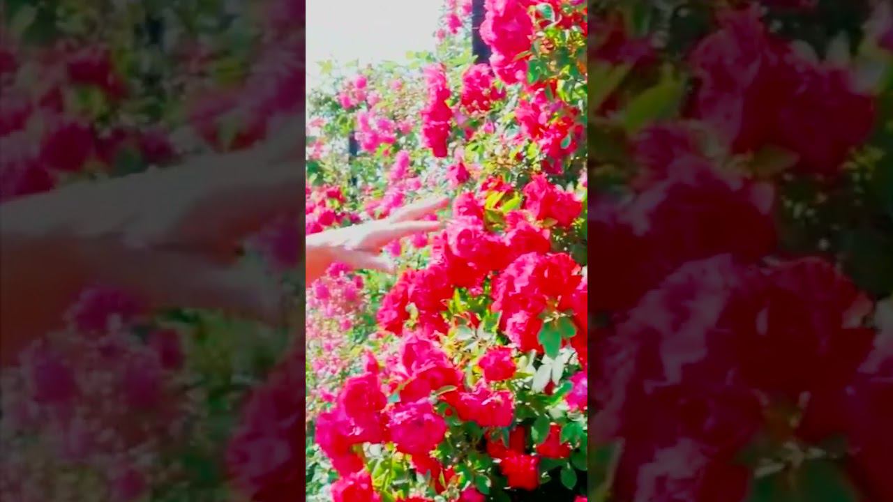 фломентанг смотреть онлайн