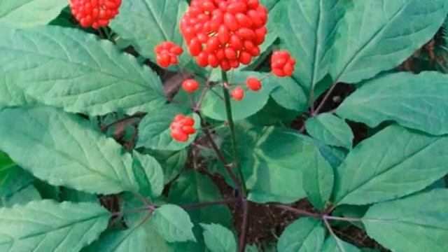 Маски для лица омолаживающие смотреть онлайн