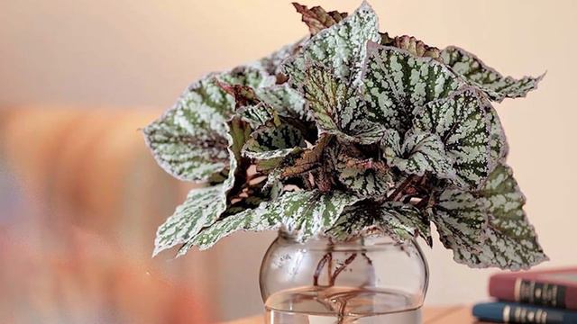 11 Most Colorful Plants to Grow in Water Indoors | Colorful Houseplants смотреть онлайн