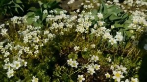 ?Милейшая Камнеломка ! Выращивание и размножение ! ?