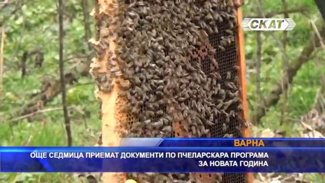 Още седмица приемат документи по пчеларската програма за 2022 смотреть онлайн