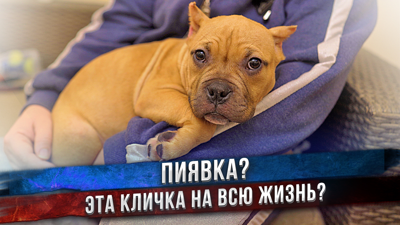 Оставят ли новые хозяева кличку "Пиявка" ? В какой город уезжает щенок? смотреть онлайн
