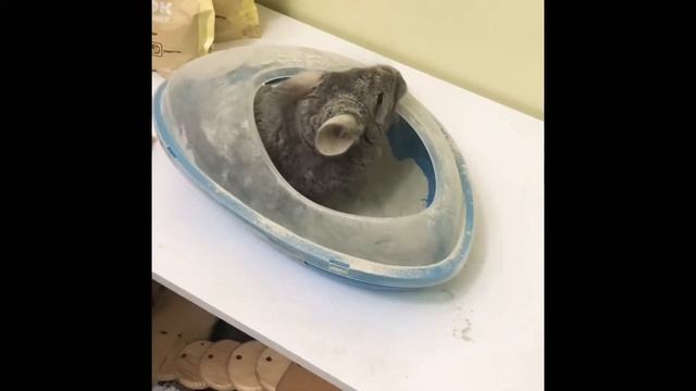 Шиншиллы купаются. смотреть онлайн