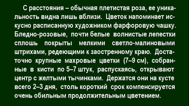 ❀ Лучшие сорта "полосатых" роз смотреть онлайн