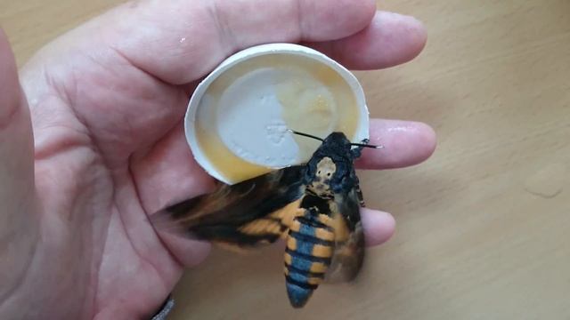 Feeding Deathshead Hawkmoths Acherontia Atropos