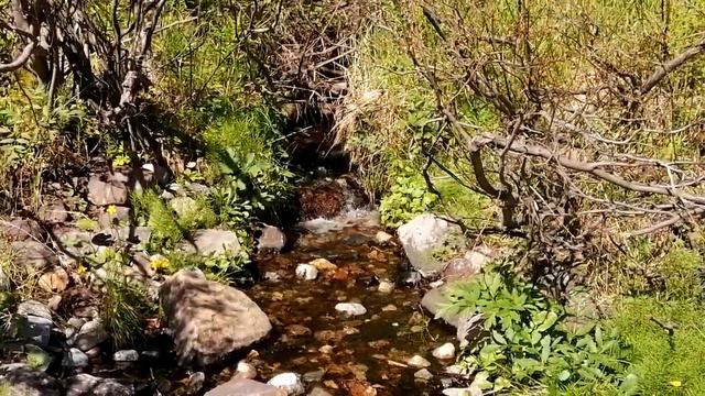 Звёздное лето (А. Пугачёва, И Резник). Снежногорск, лето 2021. смотреть онлайн