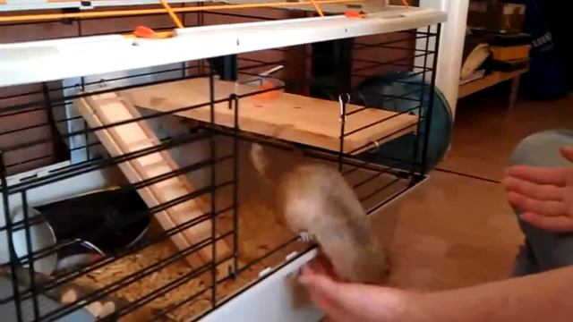 Земляная белка в клетке смотреть онлайн