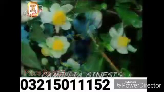 Sip & Slim смотреть онлайн