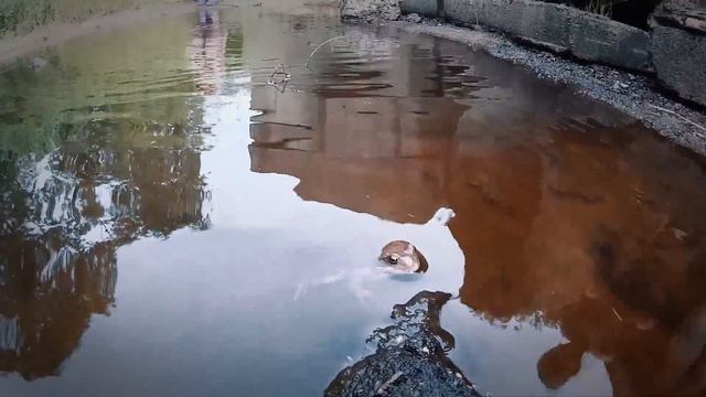 Люба Скляренко и Настя Морозова, лето, дача. Sjcam 4000 и adobe after effects смотреть онлайн