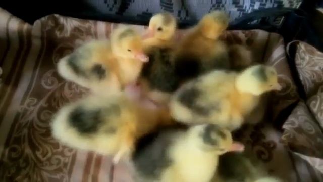 малыши Шадринская порода гусей ) смотреть онлайн