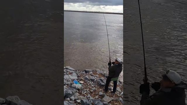 Сом 15 кг на спиннинг. Рыбалка Хабаровск смотреть онлайн