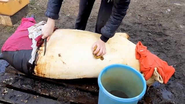 ЗАКОЛОЛИ СВИНЕЙ И КУПИЛИ МОРОЗИЛЬНЫЙ ЛАРЬ В ДОМ смотреть онлайн