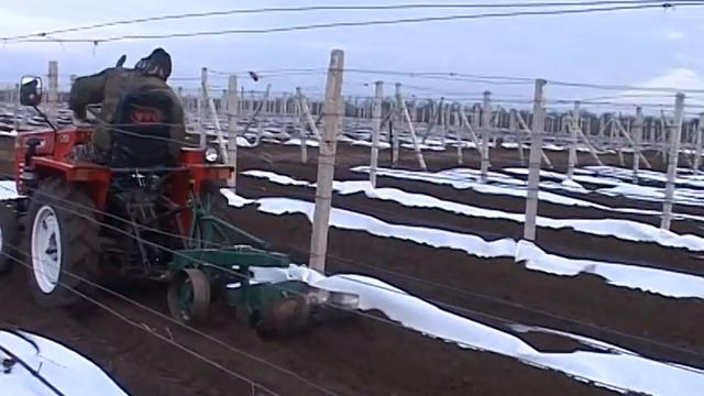 Укрытие виноградников на зиму и хранение черенков и лозы винограда в холодильной камере смотреть онлайн