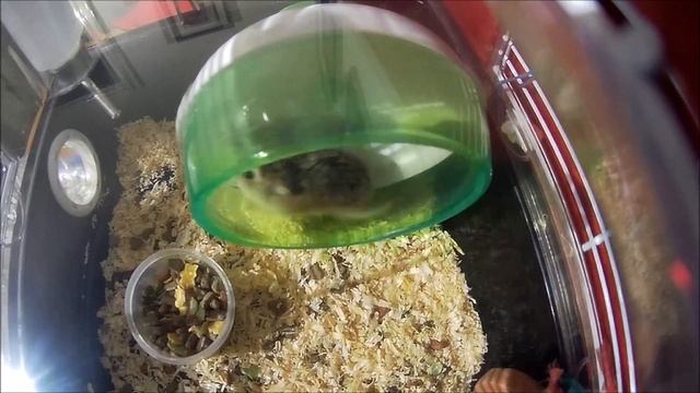 Git 2 hamster run смотреть онлайн