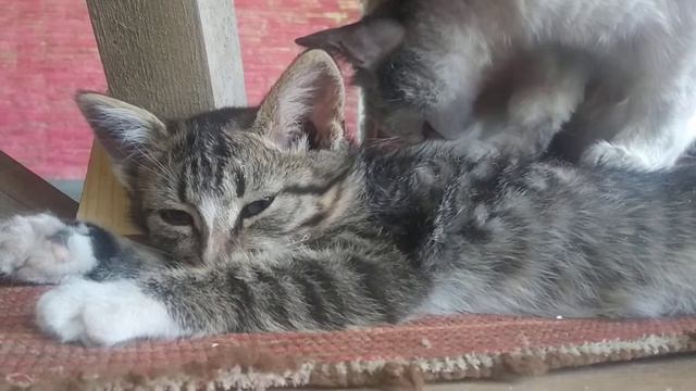 Имя Кошки:Василиса,Имя котёнка:серинькии смотреть онлайн