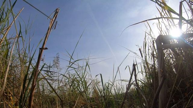 Москворецкий дендропарк / шум природы и стройки / белый шум города / сон и релакс смотреть онлайн