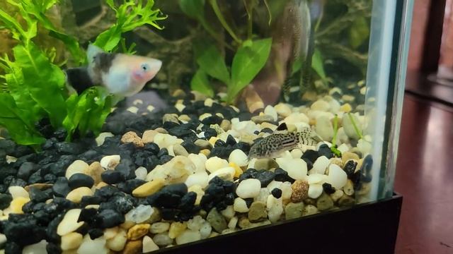 Sword tail fish give birth Самка Меченосца рожает прямо в общем аквариуме смотреть онлайн