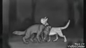 Крутобок и Серебрянка | А помнишь вечер | MAP | Коты Воители