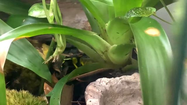 Poison Dart Frog | Bioactive Vivarium / Community смотреть онлайн