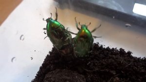 Жуки Бронзовки