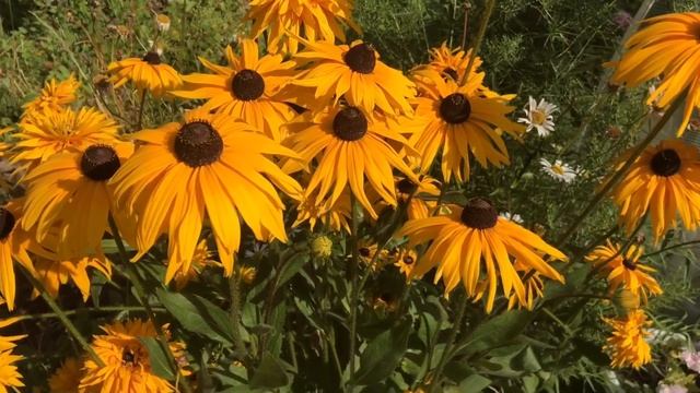 Многолетники самые неприхотливые , морозостойкие и очень красивые смотреть онлайн