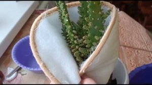 ОПУНЦИЯ. ПЕРЕСАДКА И УХОД В ДОМАШНИХ УСЛОВИЯХ