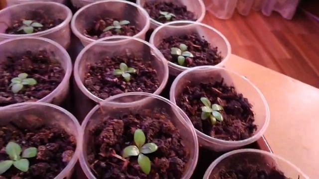 Не заливаем! Что делаю, начало декабря. 06.12.12 смотреть онлайн