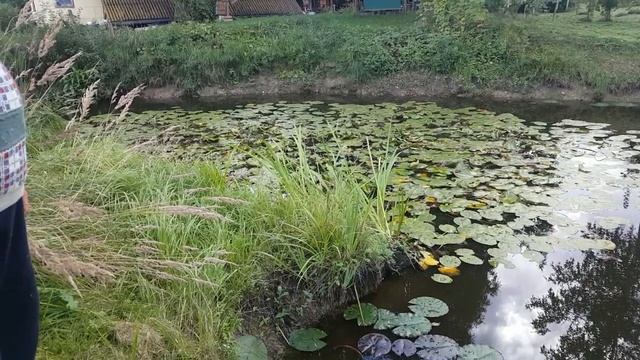 Грибы. Первая добыча Чернички. Пруд. смотреть онлайн