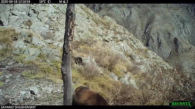 Росомаха в Саяно-Шушенском заповеднике. смотреть онлайн
