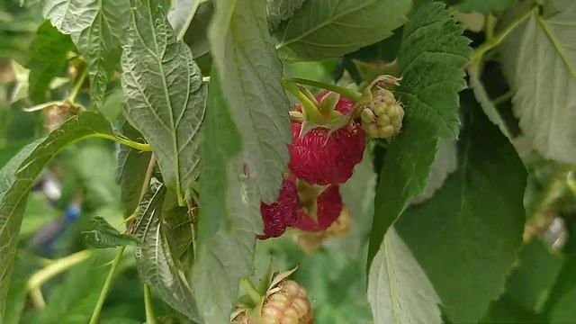 Малина Джоан Джей обзор урожайности и дегустируем ягоды смотреть онлайн