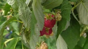 Малина Джоан Джей обзор урожайности и дегустируем ягоды