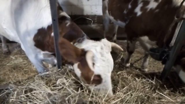 В нашем полку прибыло! смотреть онлайн
