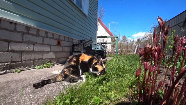 РЫБАЛКА В ДЕРЕВНЕ. ВЫХОДНЫЕ В ДЕРЕВНЕ. БУДНИ В ДЕРЕВНЕ. смотреть онлайн